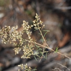 Cassinia quinquefaria (Rosemary Cassinia) at Mulligans Flat - 16 Apr 2018 by natureguy