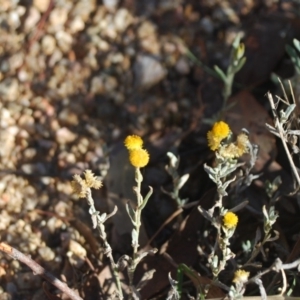 Chrysocephalum apiculatum at Forde, ACT - 17 Apr 2018