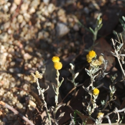 Chrysocephalum apiculatum (Common Everlasting) at Forde, ACT - 17 Apr 2018 by natureguy