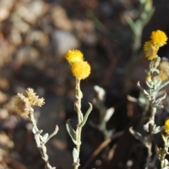 Chrysocephalum apiculatum at Forde, ACT - 17 Apr 2018