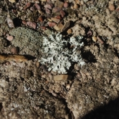 Parmeliaceae (family) (A lichen family) at Mulligans Flat - 16 Apr 2018 by natureguy