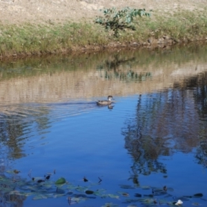 Anas gracilis at Gungahlin, ACT - 17 Apr 2018 05:30 AM