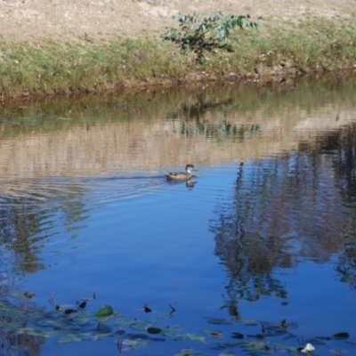 Anas gracilis (Grey Teal) at Mulligans Flat - 16 Apr 2018 by natureguy