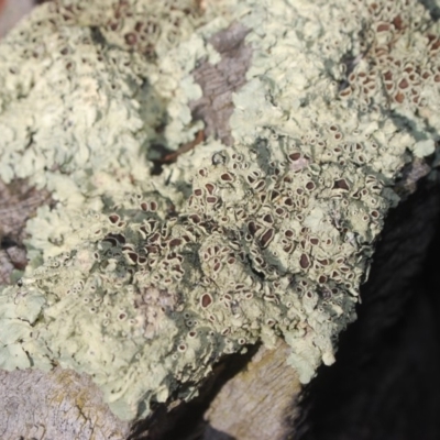 Parmeliaceae (family) (A lichen family) at Gungahlin, ACT - 17 Apr 2018 by natureguy
