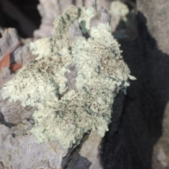 Parmeliaceae (family) at Gungahlin, ACT - 17 Apr 2018 05:33 AM