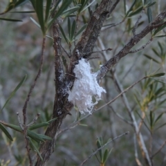 Callococcus acaciae (Burgan woolly scale) at Pine Island to Point Hut - 17 Jul 2018 by MichaelBedingfield