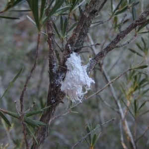 Callococcus acaciae at Greenway, ACT - 17 Jul 2018 06:10 PM