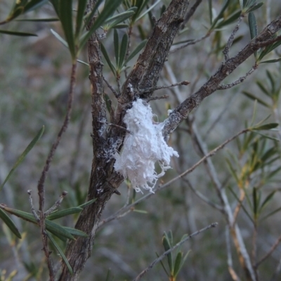 Callococcus acaciae (Burgan woolly scale) at Pine Island to Point Hut - 17 Jul 2018 by michaelb