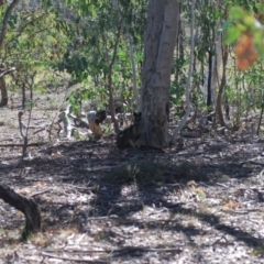 Wallabia bicolor (Swamp Wallaby) at Mulligans Flat - 16 Apr 2018 by natureguy