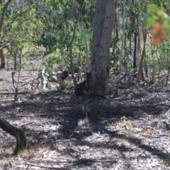 Wallabia bicolor (Swamp Wallaby) at Gungahlin, ACT - 16 Apr 2018 by natureguy