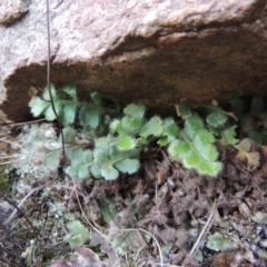 Asplenium subglandulosum (Blanket Fern) at Greenway, ACT - 17 Jul 2018 by MichaelBedingfield