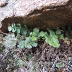 Pleurosorus rutifolius (Blanket Fern) at Greenway, ACT - 17 Jul 2018 by michaelb