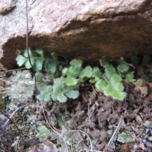 Asplenium subglandulosum at Greenway, ACT - 17 Jul 2018