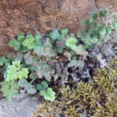 Pleurosorus rutifolius (Blanket Fern) at Greenway, ACT - 17 Jul 2018 by michaelb