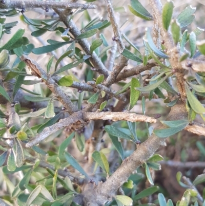 Melicytus angustifolius subsp. divaricatus (Divaricate Tree Violet) at Black Flat at Corrowong - 21 Jul 2018 by BlackFlat