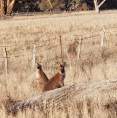 Notamacropus rufogriseus (Red-necked Wallaby) at Corrowong, NSW - 21 Jul 2018 by BlackFlat