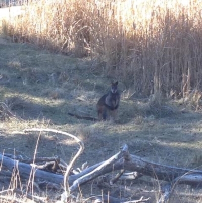 Wallabia bicolor (Swamp Wallaby) at Black Flat at Corrowong - 21 Jul 2018 by BlackFlat