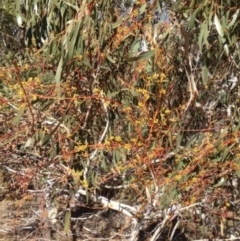 Eucalyptus pauciflora subsp. pauciflora (White Sally, Snow Gum) at Black Flat at Corrowong - 21 Jul 2018 by BlackFlat