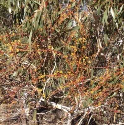 Eucalyptus pauciflora subsp. pauciflora (White Sally, Snow Gum) at Tombong, NSW - 21 Jul 2018 by BlackFlat
