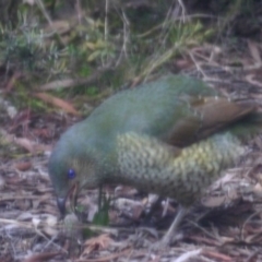 Ptilonorhynchus violaceus (Satin Bowerbird) at O'Connor, ACT - 22 Jul 2018 by oconnorbirds