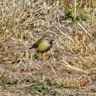 Acanthiza chrysorrhoa (Yellow-rumped Thornbill) at Macarthur, ACT - 22 Jul 2018 by RodDeb