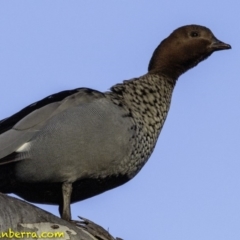Chenonetta jubata (Australian Wood Duck) at Deakin, ACT - 21 Jul 2018 by BIrdsinCanberra