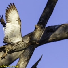 Chenonetta jubata at Deakin, ACT - 21 Jul 2018 07:59 AM