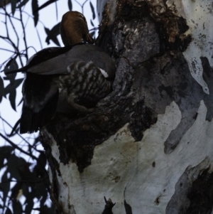 Chenonetta jubata at Deakin, ACT - 21 Jul 2018 07:59 AM