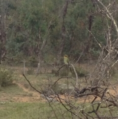 Merops ornatus (Rainbow Bee-eater) at Corrowong, NSW - 26 Jan 2018 by BlackFlat