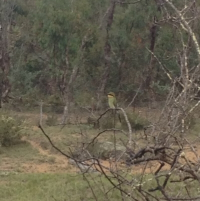 Merops ornatus (Rainbow Bee-eater) at Black Flat at Corrowong - 26 Jan 2018 by BlackFlat