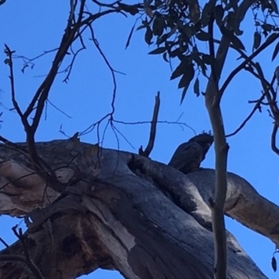 Callocephalon fimbriatum (Gang-gang Cockatoo) at Hughes, ACT - 22 Jul 2018 by KL