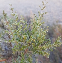 Mirbelia oxylobioides (Mountain Mirbelia) at Corrowong, NSW - 21 Jul 2018 by BlackFlat