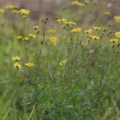 Senecio (genus) (A Fireweed) at Undefined - 20 Jul 2018 by CharlesDove