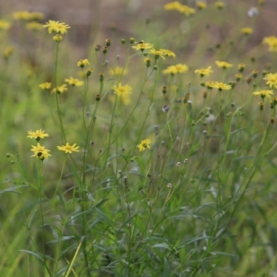 Senecio (genus) (A Fireweed) at Undefined - 20 Jul 2018 by CharlesDove