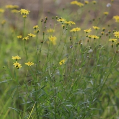 Senecio sp. (A Fireweed) at Undefined - 19 Jul 2018 by Charles Dove