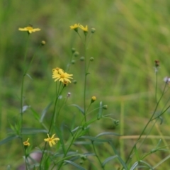 Senecio sp. at undefined - 20 Jul 2018 12:00 AM