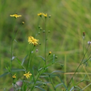 Senecio sp. at undefined - 20 Jul 2018