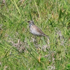 Anthus australis (Australian Pipit) at Milton, NSW - 8 Oct 2014 by CharlesDove