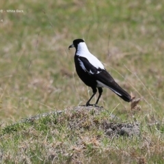 Gymnorhina tibicen (Australian Magpie) at Croobyar, NSW - 8 Oct 2014 by CharlesDove