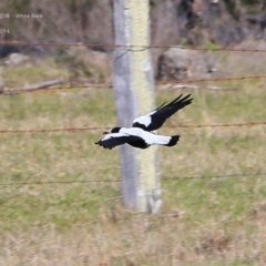 Gymnorhina tibicen at Croobyar, NSW - 8 Oct 2014 12:00 AM