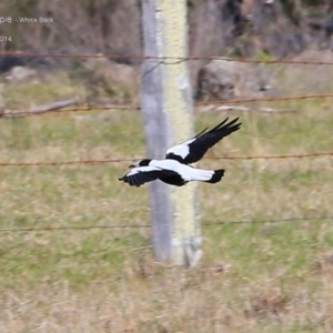 Gymnorhina tibicen at Croobyar, NSW - 8 Oct 2014