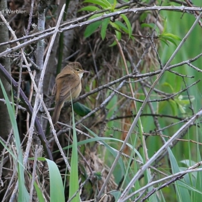 Acrocephalus australis (Australian Reed-Warbler) at Croobyar, NSW - 7 Oct 2014 by Charles Dove