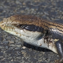 Tiliqua scincoides scincoides (Eastern Blue-tongue) at Milton, NSW - 4 Oct 2014 by CharlesDove