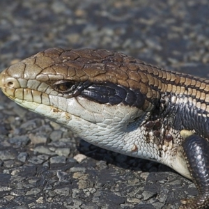 Tiliqua scincoides scincoides at Milton, NSW - 4 Oct 2014