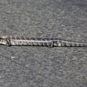 Tiliqua scincoides scincoides at Milton, NSW - 4 Oct 2014