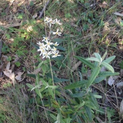 Olearia lirata (Snowy Daisybush) at Black Flat at Corrowong - 2 Nov 2016 by BlackFlat