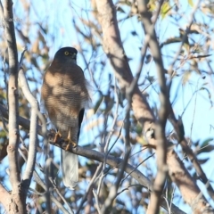 Accipiter fasciatus (Brown Goshawk) at South Pacific Heathland Reserve - 1 Oct 2014 by Charles Dove