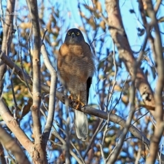 Accipiter fasciatus at South Pacific Heathland Reserve - 2 Oct 2014