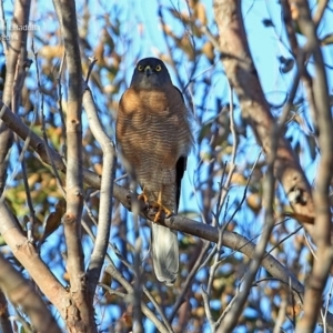 Tachyspiza fasciata at South Pacific Heathland Reserve - 2 Oct 2014