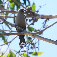 Artamus cyanopterus (Dusky Woodswallow) at Ulladulla, NSW - 10 Oct 2014 by CharlesDove